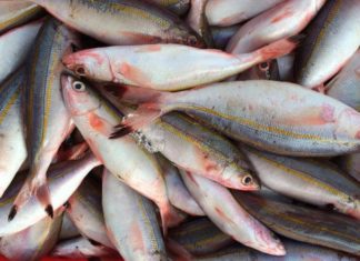 Where Can You Buy Indigo Fish and How Much Does it Cost?