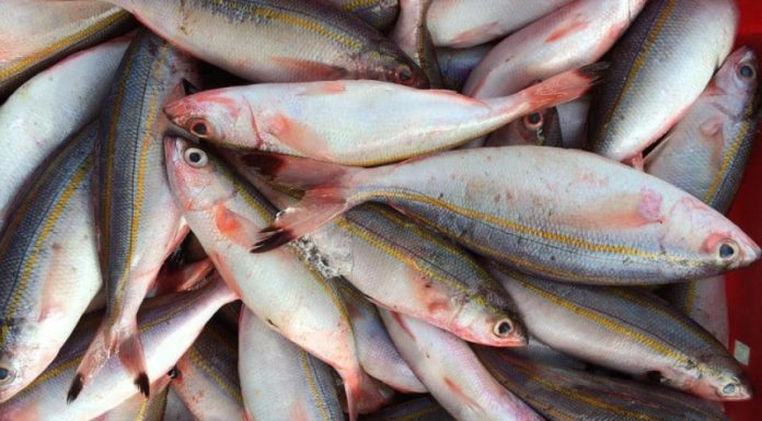 Where Can You Buy Indigo Fish and How Much Does it Cost?