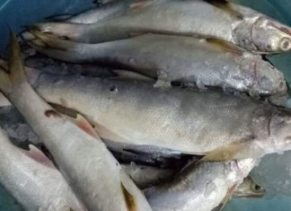 Brewing up a Tasty Treat with Chéc Fish (Catla Fish)