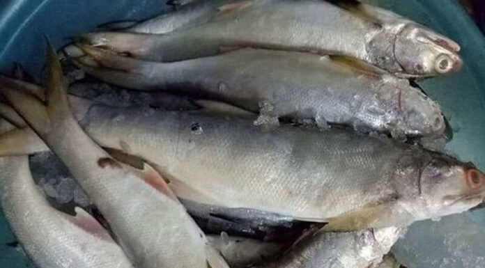 Brewing up a Tasty Treat with Chéc Fish (Catla Fish)