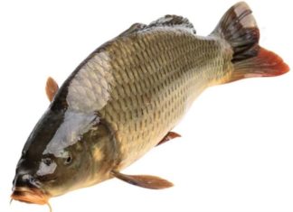 Differentiating various types of carp, perch, and trout… for ladies who don’t know how to differentiate.