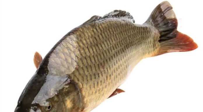 Differentiating various types of carp, perch, and trout… for ladies who don’t know how to differentiate.