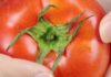 “Choose the “6-leaf” variety when buying tomatoes, keep these 2 points in mind to avoid purchasing hormonal tomatoes”