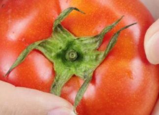“Choose the “6-leaf” variety when buying tomatoes, keep these 2 points in mind to avoid purchasing hormonal tomatoes”