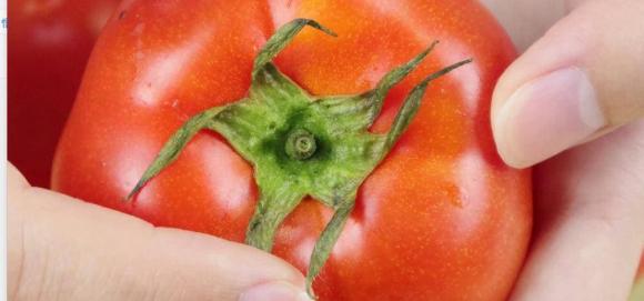 “Choose the “6-leaf” variety when buying tomatoes, keep these 2 points in mind to avoid purchasing hormonal tomatoes”