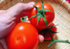 5-petal or 6-petal: Which is the best choice when buying tomatoes?