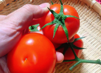 5-petal or 6-petal: Which is the best choice when buying tomatoes?