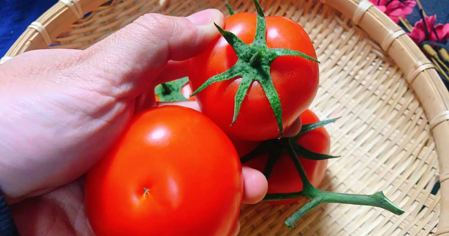 5-petal or 6-petal: Which is the best choice when buying tomatoes?