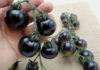 Incredible Price of 140,000 VND/kg Causes Black Tomatoes to Sell Out