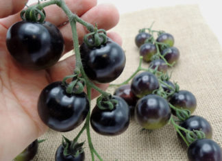 Incredible Price of 140,000 VND/kg Causes Black Tomatoes to Sell Out