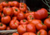 Secrets to Long-lasting Tomato Preservation for Year-round Use