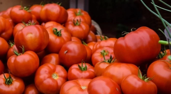 Secrets to Long-lasting Tomato Preservation for Year-round Use