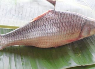 Where to Buy the Mudfish and What the Cost Is: The Discovery