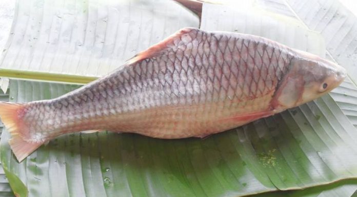 Where to Buy the Mudfish and What the Cost Is: The Discovery