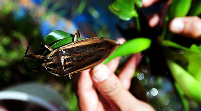 Exploring Delicious Specialty Foods for the Culinary Adventurer