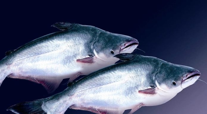 5 Types of Fish Full of Mercury, Don’t Be Tempted by Cheap Prices at the Market