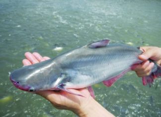 Don’t be tempted by this cheap fish at the market: Full of mercury, the more you eat, the more harmful it becomes.