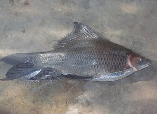 Exploring the Culinary Wonders of Cá ét M?i