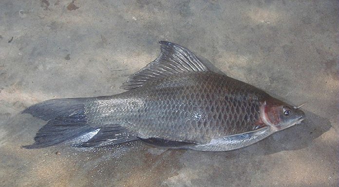 Exploring the Culinary Wonders of Cá ét M?i