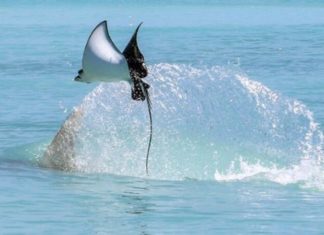 Exploring the Rich Cuisine of Black Tiger Shrimp in Tien Giang, Vietnam