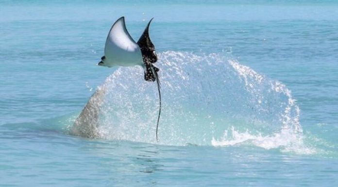 Exploring the Rich Cuisine of Black Tiger Shrimp in Tien Giang, Vietnam