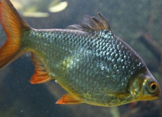 What Should You Consider When Purchasing Cá He: Price, Accessibility and Variety?