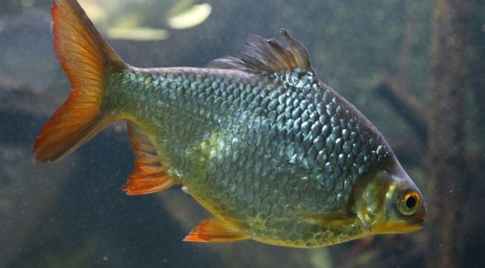 What Should You Consider When Purchasing Cá He: Price, Accessibility and Variety?