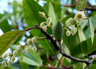 7 Remedies from Cana Fruit – Find Out What Cana Is and Its Uses