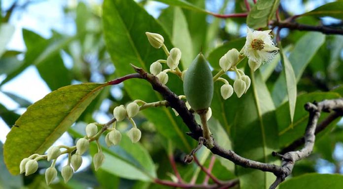 7 Remedies from Cana Fruit – Find Out What Cana Is and Its Uses