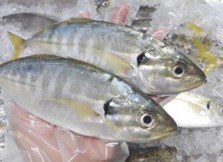 Selecting and Purchasing Catfish: Price and Suppliers