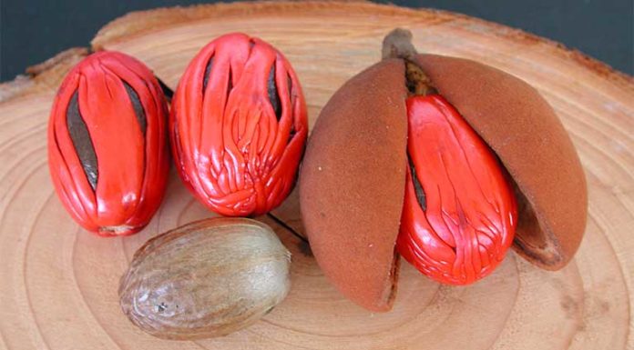 Boost Your Health and Control Blood Sugar with This Added Spice in Coffee