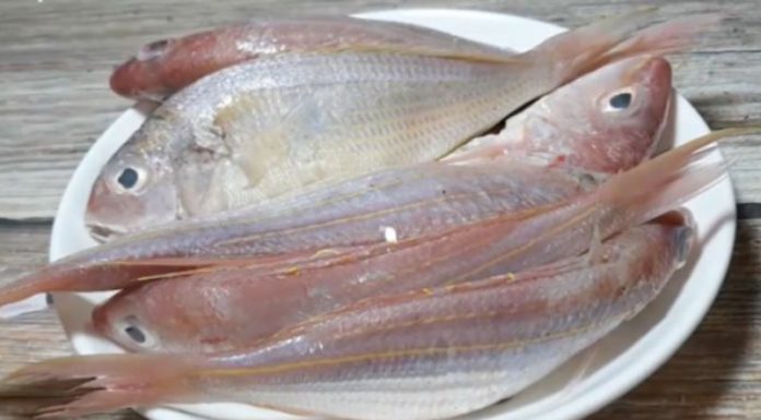 Discovering Deliciousness: Buying Red Snapper and Recipes to Try