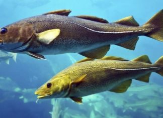 Exploring the Benefits of the Unexplored: Snow Fish