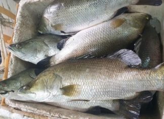 Simple and effective way to make delicious steamed beer fish, perfect for relieving stress during Tet holiday, everyone will love it.