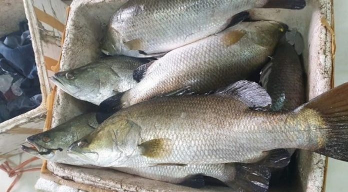 Simple and effective way to make delicious steamed beer fish, perfect for relieving stress during Tet holiday, everyone will love it.