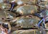 Tips for Keeping Crab Meat Fresh Overnight
