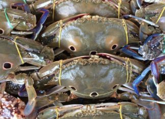 Tips for Keeping Crab Meat Fresh Overnight