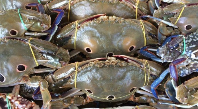 Tips for Keeping Crab Meat Fresh Overnight