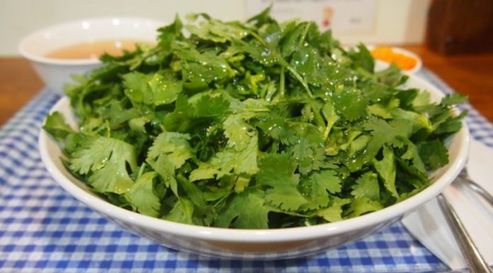 Preserving Cilantro and Coriander for One Month
