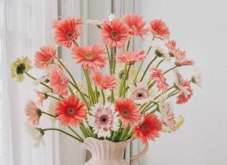 Creative Ways to Display Money Tree for a Prosperous Lunar New Year