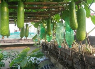Tips for Selecting Sweet, Unsprayed Star Gourds