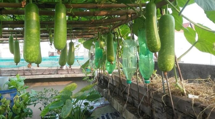 Tips for Selecting Sweet, Unsprayed Star Gourds