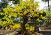 Preparing Yellow Apricot Flowers to be in Full Bloom for Tet Celebration