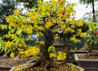 Preparing Yellow Apricot Flowers to be in Full Bloom for Tet Celebration