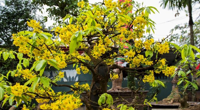 Preparing Yellow Apricot Flowers to be in Full Bloom for Tet Celebration