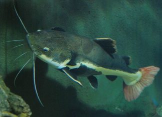 Selecting a Suitable Catfish for Delicious Meals