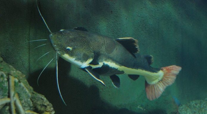 Selecting a Suitable Catfish for Delicious Meals