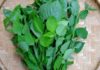 How to Enjoy the Benefits of Water Spinach, Morning Glory, and Amaranth