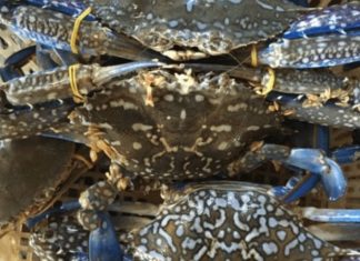 How to Buy Tasty Clams