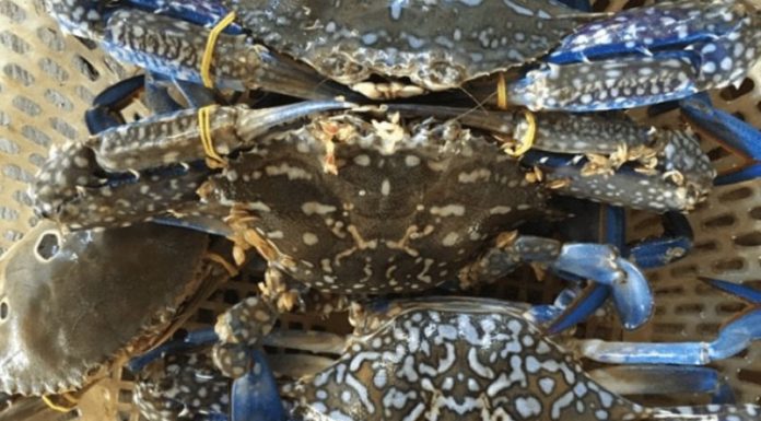 How to Buy Tasty Clams